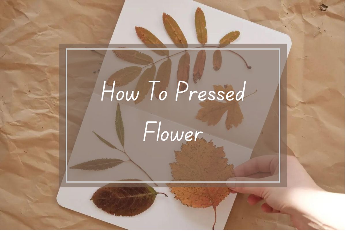 Pressed flowers and leaves arranged on white paper. Instructions on how to press flowers.