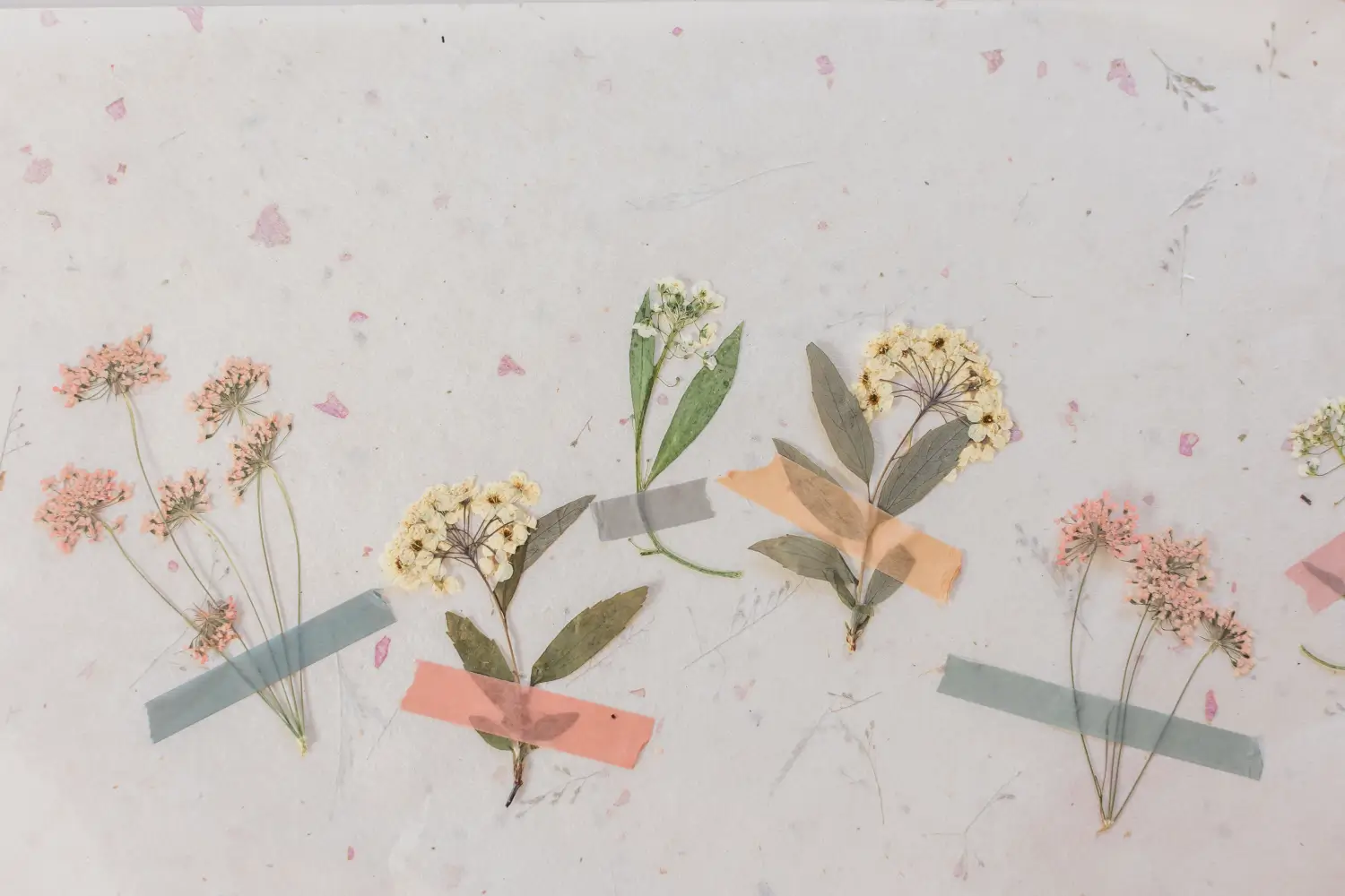 Pressed flowers, pastel pinks and creams, on light gray paper, with affixed tape.